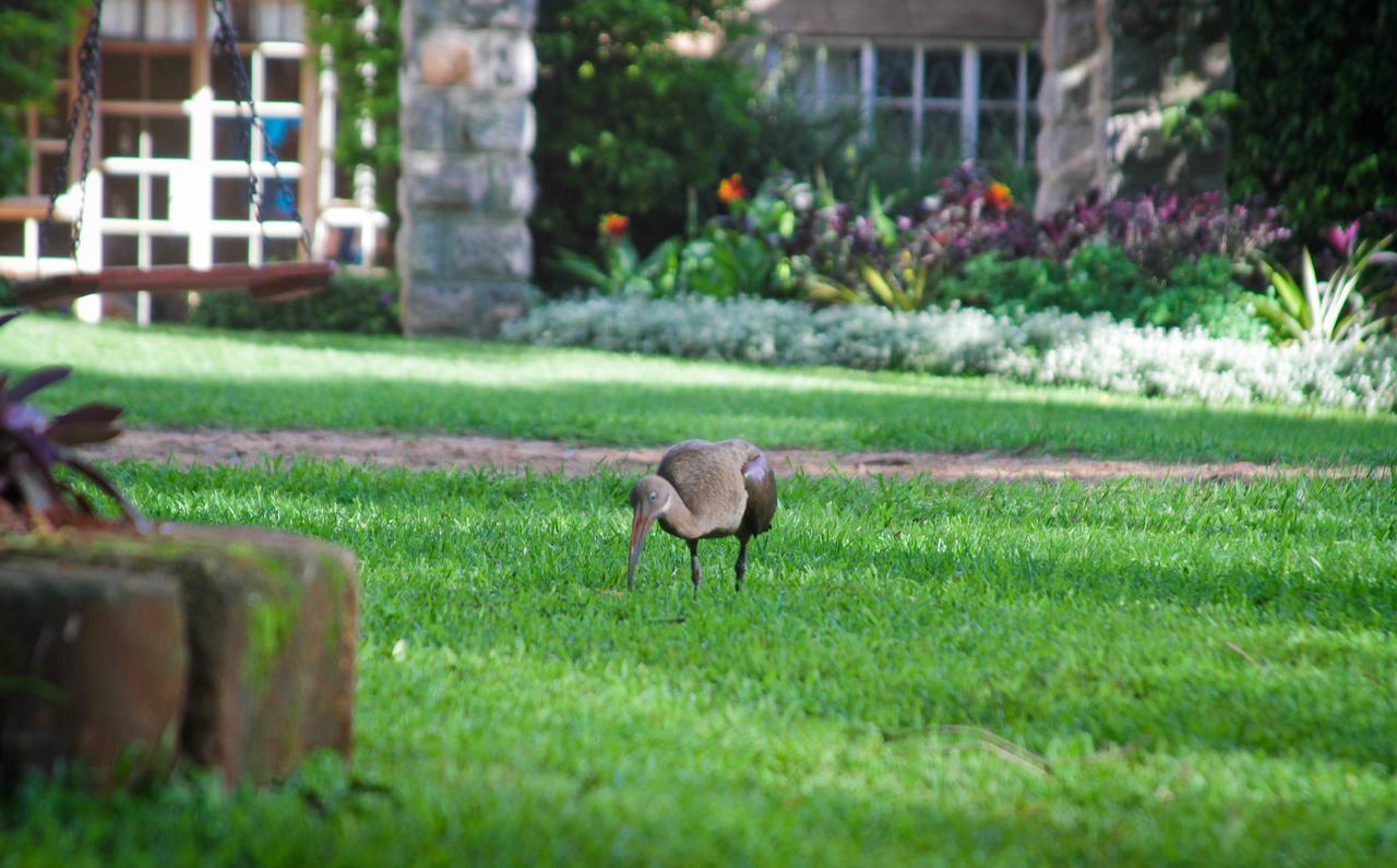 Amani Gardens Inn Nairobi Luaran gambar